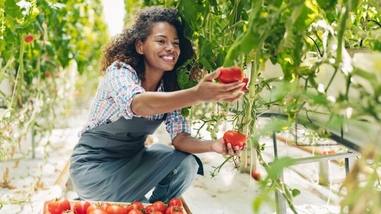 Young woman harvesting ripe tomatoes in a greenhouse