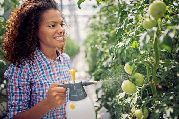 Portrait of woman using garden sprayer on a green tomatoes in a greenhouse