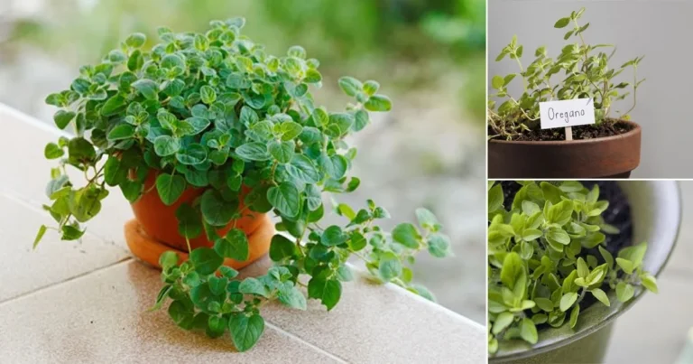 Everything-About-Growing-Oregano-In-Pots2