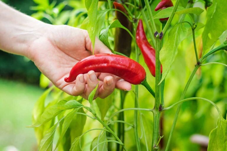 How-to-Grow-Hot-Peppers-Feature