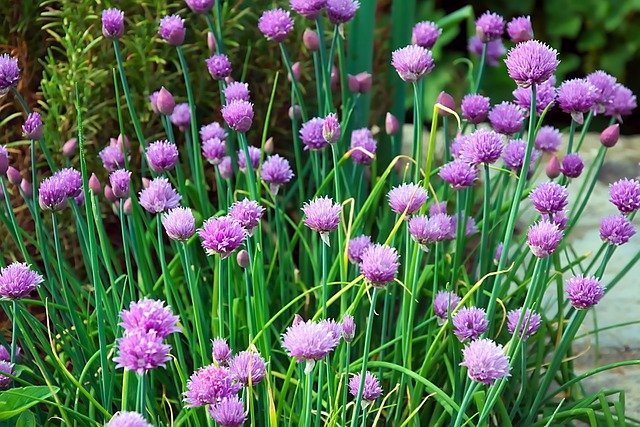 chives-3411894_640