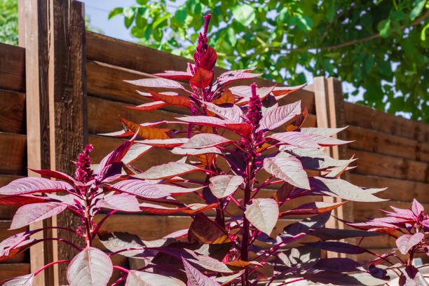 Red amaranth (Amaranthus cruentus) plants closeup in sunny day